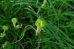 Ceropegia hirsuta